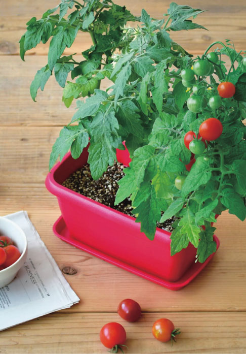 ENJOY PLANTER VEGE MINITOMATO.jpg